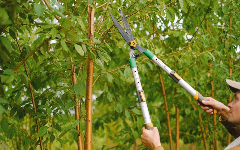 Tree trimming in Montgomeryville, PA