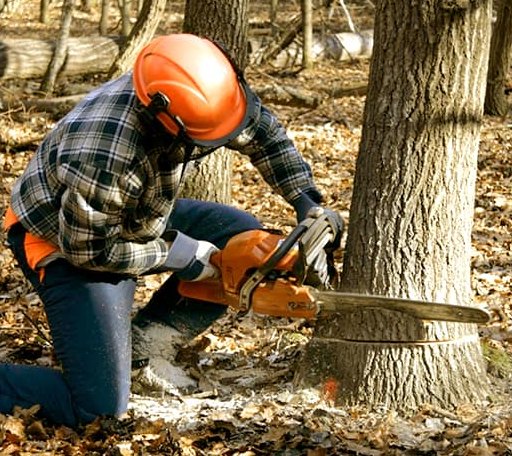 Tree Removal in Montgomeryville, PA